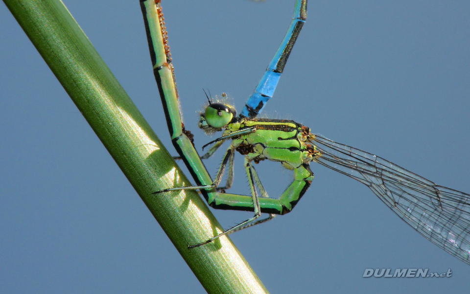 Mating Azure Bluet (Female, Coenagrion puella)